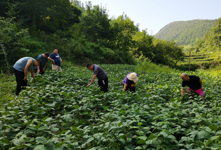 湖北恩施州農(nóng)業(yè)農(nóng)村局領(lǐng)導蒞臨岳氏集團5000畝富硒黑豆種植基地調(diào)研指導